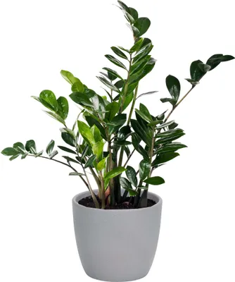 Produktbild von Blumenübertopf aus Ton rund - Orchideentopf aus Ton rund - Blumenübertopf rund - Blumentopf rund - Übertopf - Pflanzgefäß Grau, Ø 15,5 / H 13 cm