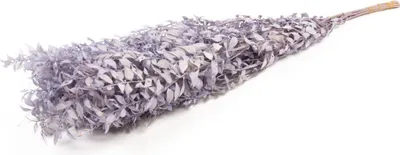 Produktbild von INNA-Glas Ruscus Trockenzweige AGNIATA, lila, 70-75cm, Ø17cm - Getrocknete Zweige