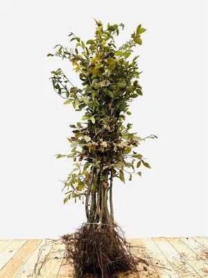 Produktbild von Carpinus betulus, Hainbuche, 100–125 cm