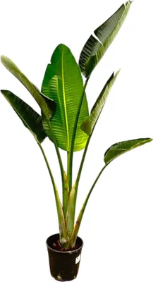 Produktbild von Zimmerpflanze - Strelitzia Augusta - Paradiesvogelblume - Für helle Standorte ohne direkte Sonne - Topf Ø24-27cm - Höhe 180cm