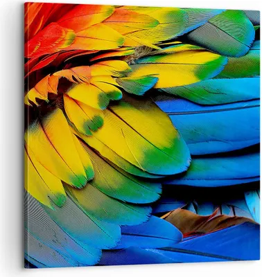 Produktbild von Bild auf Leinwand - Leinwandbild - Feder Papagei Vogel - 60x60cm - Wand Bild - Wanddeko - Wandbilder - Leinwanddruck - Bilder - Kunstdruck - Wanddekoration - Leinwand bilder - Wandkunst - AC60x60-3428