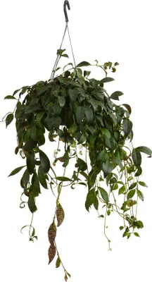Produktbild von 1x Aeschynanthus marmoratus P17 H50