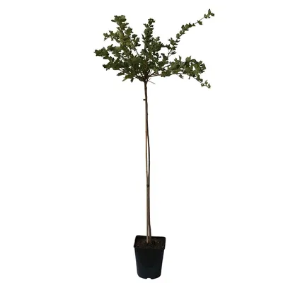 Produktbild von Captivator Stachelbeere wenig Stacheln aromatisch rot Hochstamm 80-90 cm Stamm 120-150 cm 4 L Topf