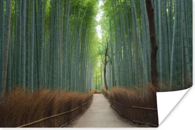 Produktbild von MuchoWow® Poster Bambus - Weg - Wald 180x120 cm - Fotoplakat