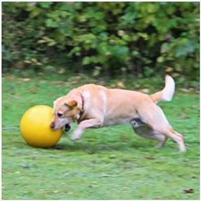 Produktbild von Kerbl Hundespielball Ø 30cm