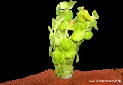 Produktbild von 10 Bunde Bacopa Amplesicaulis, Grosses Fettblatt