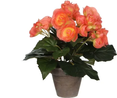 Produktbild von Mica Begonia im Topf lachs, 25 x 20 cm