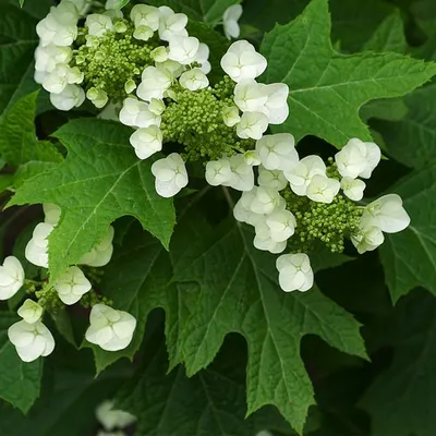 Immagine prodotto di 2 x Ortensia - Hydrangea quercifolia | 30-40 cm in contenitore