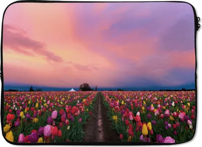 Produktbild von MuchoWow® Laptop Hülle 13 Zoll Sonnenuntergang auf dem Tulpenfeld Laptoptasche - Laptophülle - Sleeve - Rundumschutz
