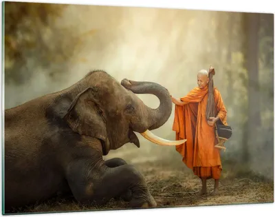 Produktbild von Bilder auf glas - Elefant Mönch Stoßzahn - 120x80cm - Glasbilder - Wandbilder - Kunstdruck - zum Aufhängen bereit - Wanddekoration aus Glas - Glas Bilder - Wandbild auf Glas - GAA120x80-3484