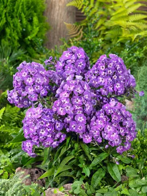 Produktbild von Phlox paniculata 'Purple Kiss', Flammenblume, lila, ca. 11x11 cm Topf