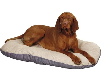 Immagine prodotto di Kerbl Liegekissen Loneta (Farbe Beige/Grau, L x B x H 82 x 57 x 8 cm) 80356