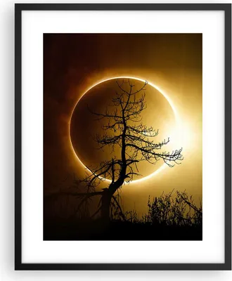 Produktbild von Gerahmtes Poster - Schwarzer Rahmen - Sonnenfinsternis die Sonne Baum - 40x50 cm - Wand Bild - Wanddeko - Wandbilder - Wandposter - Bilderrahmen - Bilder - Kunstdruck - Wandbild - P2BPA40x50-4349