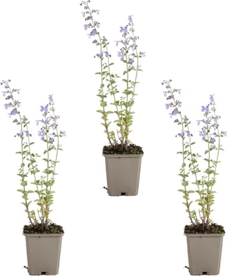 Image de Bloomique - Lot de 3 - Nepeta Walker's Low - Cataire - Rustique - Vivace - Mellifère - Hauteur 10-20 cm - Pot 9 cm
