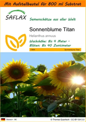 Produktbild von SAFLAX - Garden in the Bag - Sonnenblumen Titan - 20 Samen - Mit Anzuchtsubstrat im praktischen, selbst aufstellenden Beutel - Helianthus annuus