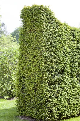 Produktbild von Taxus baccata, Europäische Eibe, immergrün, 40–60 cm