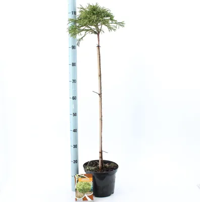 Zdjęcie produktu dla Cryptomeria j. „Little Champion” – karłowata cyprysika | 120 cm w doniczce