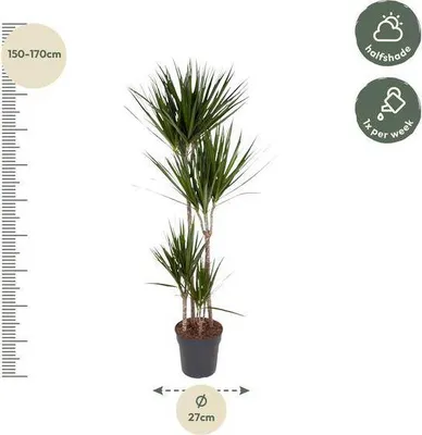 Zdjęcie produktu dla Drzewo smocze (Dracaena marginata) 160 cm, średnica 27 cm – roślina doniczkowa o zielonych liściach