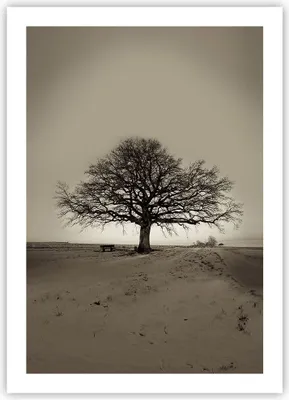 Produktbild von Poster - Poster ohne Rahmen - Baum Schnee Sepia - 50x70 cm - Wand Bild - Wanddeko - Wandbilder - Kunstposter - Wandposter - Bilder - Kunstdruck - Wanddekoration - Wandbild - P2XPA50x70-4161