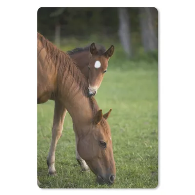 Produktbild von MuchoWow® Mauspad Mousepad Pferde - Gras - Porträt 18x27 cm - Mousepads - Maus Mat - Pad - Mausunterlage