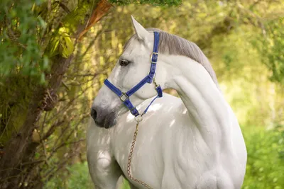 Produktbild von Halfter Mustang, Cob 2fach verstellbar, blau/schw.
