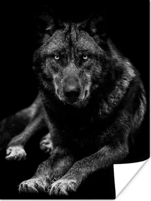 Produktbild von MuchoWow® Poster Tiere - Wolf - Schwarz - Weiß - Porträt 30x40 cm - Wandplakat - Poster Kinderzimmer
