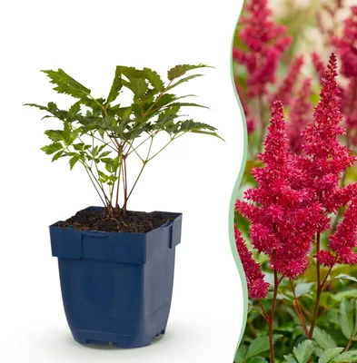 Image de Green boutiQ - Plante vivace - Astilbe (A) Fanal - Spiraea paniculata - Ombre - Rouge - 1 plante - Pot de 11 cm - Hauteur 15-25 cm