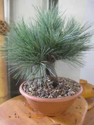 Produktbild von Pinus strobus Macopin - Zwerg-Seidenkiefer Macopin 20-25