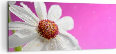 Produktbild von Bild auf Leinwand - Leinwandbild - Blume frühling garten - 120x50cm - Wand Bild - Wanddeko - Leinwanddruck - Bilder - Kunstdruck - Wanddekoration - Leinwand bilder - Wandkunst - AB120x50-2469