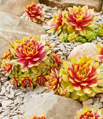 Produktbild von BALDUR Garten 2x Sempervivum 'Gold Nugget®', Pflanze im 12 cm XL-Topf, immergrün & winterhart, pflegeleicht, trockenheitsverträglich, farbintensive Staude, Blickfang im Beet & Kübel