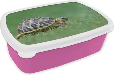 Produktbild von KitchenYeah® Lunchbox Brotzeit Brotdose 17x11 cm Schildkröte im Gras Kinder Brotzeitdose - Lunchpaket - Brotkasten  - Sandwich Box