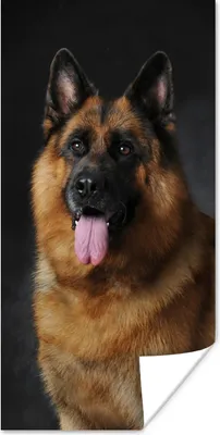 Produktbild von MuchoWow® Poster Porträt eines Deutschen Schäferhundes mit schwarzem Hintergrund 20x40 cm - Plakat - Foto
