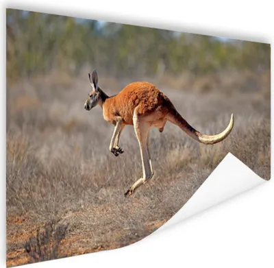 Produktbild von MuchoWow® Poster Känguru - Gras - Australien 60x40 cm - Schlafzimmerdekoration