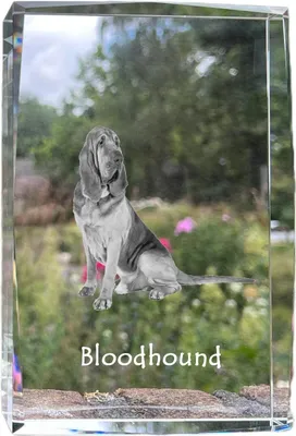 Produktbild von Bluthund, Bloodhound, Chien de St Hubert - Kristall mit einem Hundebild, Bild im Glas, moderne Ausstellung des Art-Dog-Bildes.