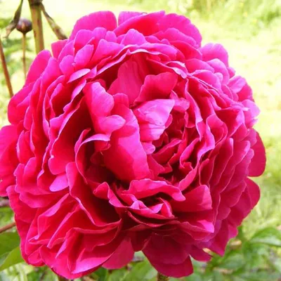 Immagine prodotto di Peonia 'Felix Crousse' | in vaso