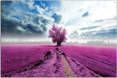 Produktbild von Wallario Outdoor-Poster für Garten oder Balkon, Motiv Surreales Blumenfeld  lila Blumen auf dem Feld, in ca. 61 x 91,50 cm