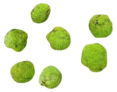 Produktbild von Milchorangenbaum (Maclura pomifera) 10 Samen (winterhart)