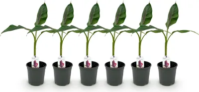 Image de Green boutiQ - Plante fruitière - Bananiers - Musa sikkemensis Red Tiger - Résistante au froid - 6 plants - Pot de 17 cm - Hauteur 40 cm