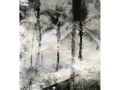 Produktbild von Fototapete - Palm Trees Abstract 225x250cm - Vliestapete