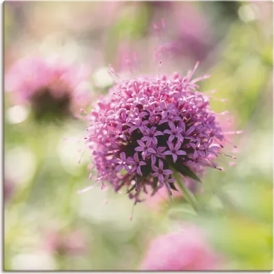 Produktbild von ARTland Leinwandbild Lila Blüte im Gegenlicht Größe: 70x70 cm