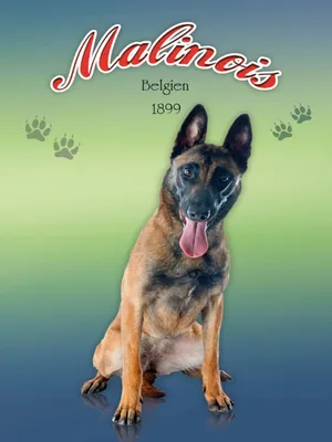 Produktbild von vianmo Holzschild 40x30 cm Hund Malinois Belgien 1899