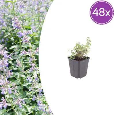 Produktbild von Nepeta faassenii | 48 Stück - 10-25cm - Ø9cm - Gartenpflanze