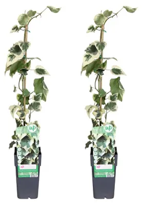 Image de Hedera colchica Dentata Variegata | 2 pièces - 55-65cm - Ø15cm - Plante de jardin - Multideal