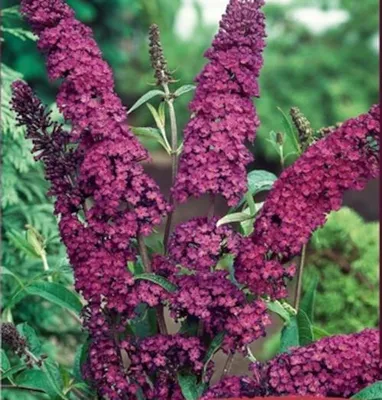 Produktbild von Schmetterlingsflieder Royal Red – Buddleja davidii – Sommerflieder rot – winterhart – 20–50 cm – Duftstrauch für Garten & Terrasse