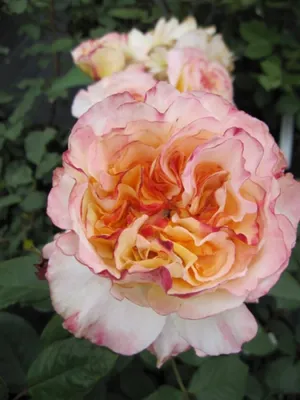 Produktbild von Edelrose Aquarell® - Rosa Aquarell ® - Nostalgierose - Tantau Rose