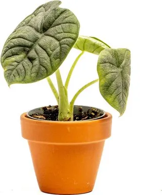 Obrázok produktu pre Gardners Alocasia Melo, priemer 6 cm