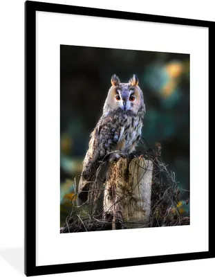 Produktbild von MuchoWow® Gerahmtes Poster Eule - Herbst - Vogel - Äste 60x80 cm - Poster mit Schwarzem Bilderrahmen Wandposter Rahmen Foto Bilder - Wohnzimmer - Dekorationen - Prämie