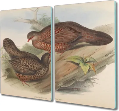 Produktbild von Coloray Hackbrett Küchenbrett Kochplattenabdeckung Schneidebrett Herdabdeckplatte 2x30x52 cm - Vögel Tiere