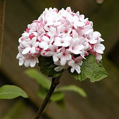 Image de Viburnum carlesii 'Aurora' (Viburnum carlesii) - Arbuste coréen | 50-60 cm en pot