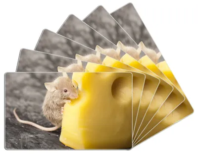 Produktbild von Wallario Frühstücksbrettchen 6er Set aus Glas, je 14 x 23 cm, mit rutschfesten Füßen, Motiv Süße Maus knabbert an einem Käse in der Küche